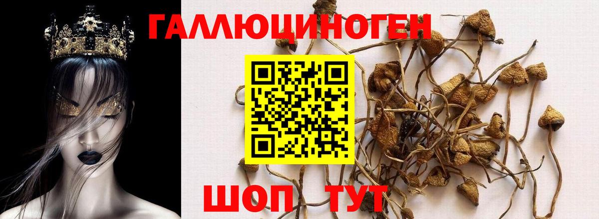 Великий Новгород  Псилоцибиновые грибы прущие грибы  Вход с VPN 